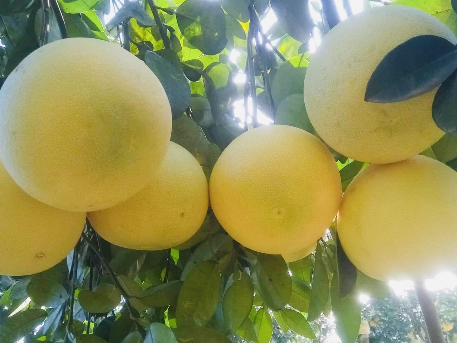 Bưởi Phúc Trạch